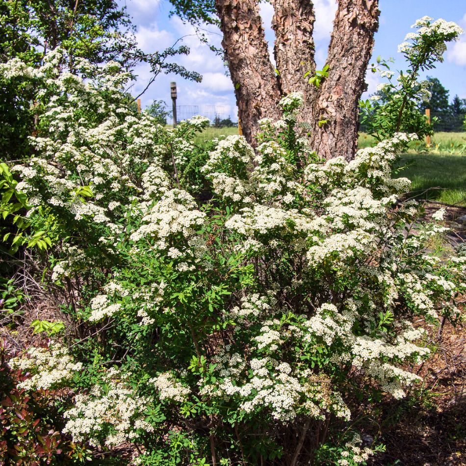 Spiraea nipponica ‘Snowmound’