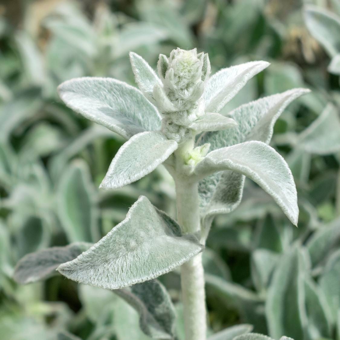 Stachys byzantina