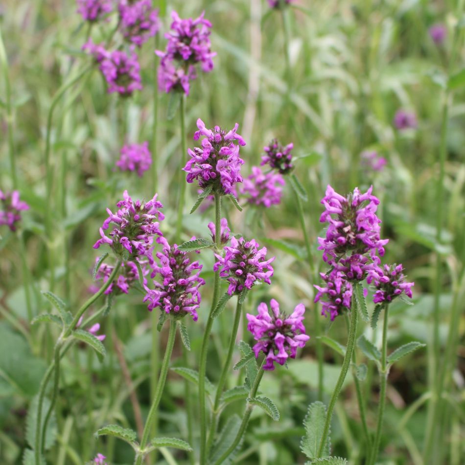 Stachys monieri ‘Hummelo’