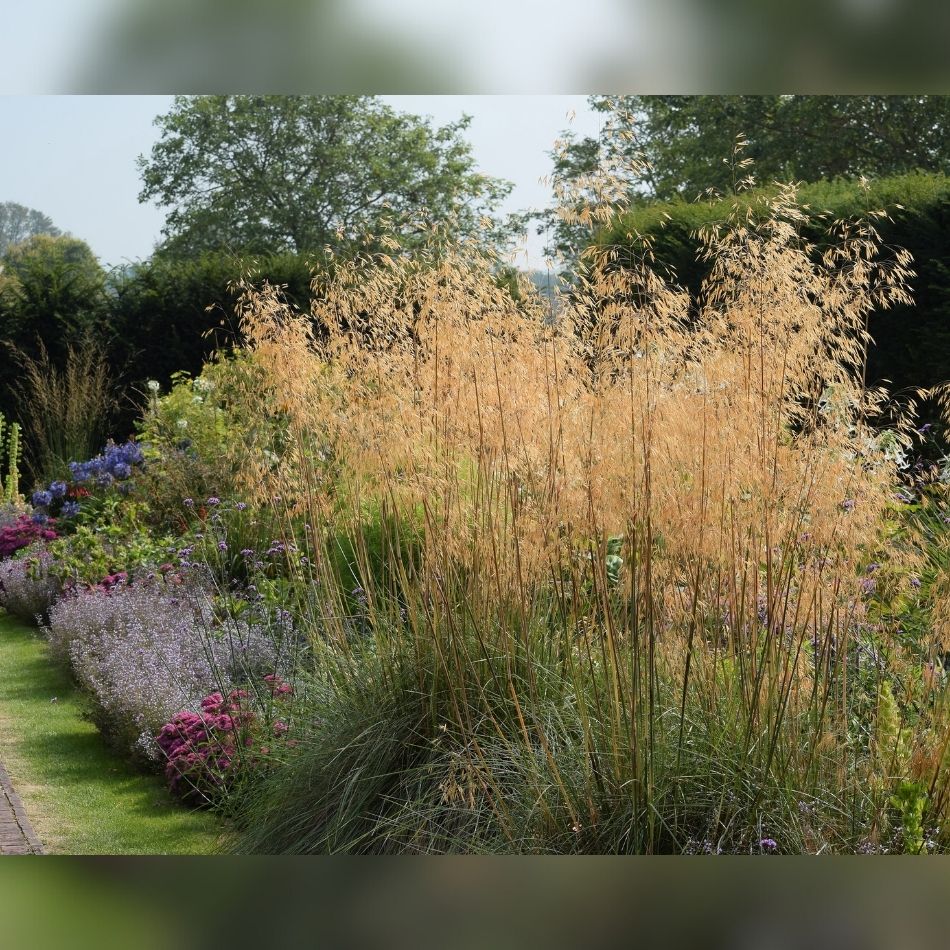 Stipa gigantea