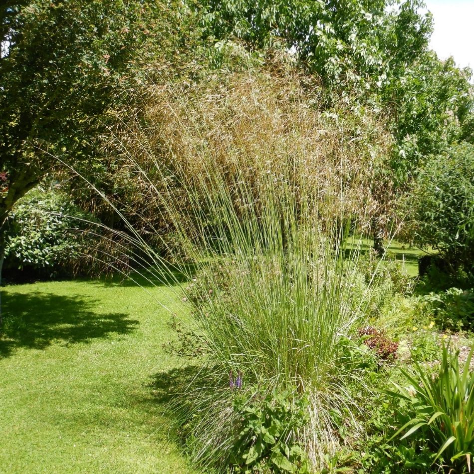 Stipa gigantea