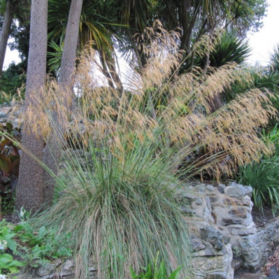 Stipa gigantea