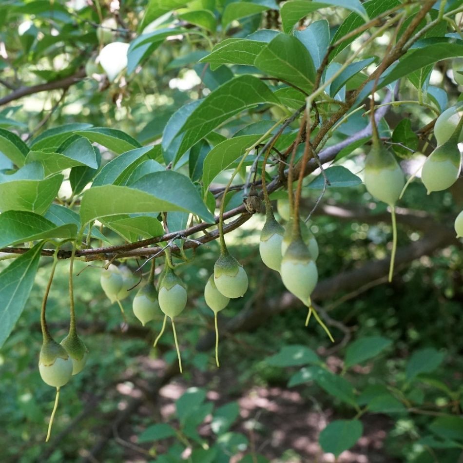 Styrax japonicus
