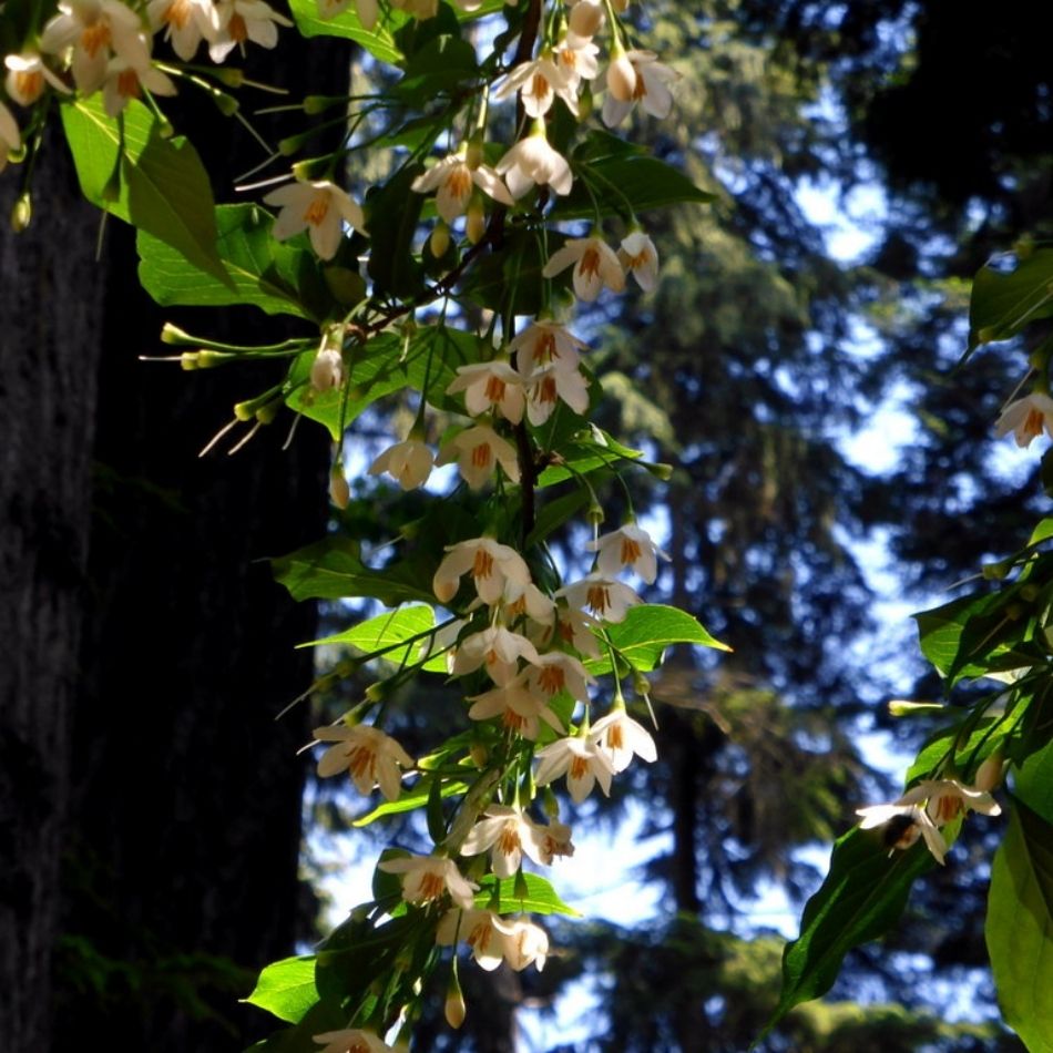 Styrax japonicus