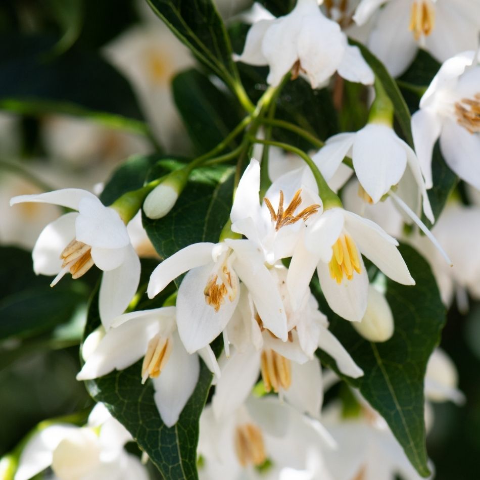 Styrax japonicus