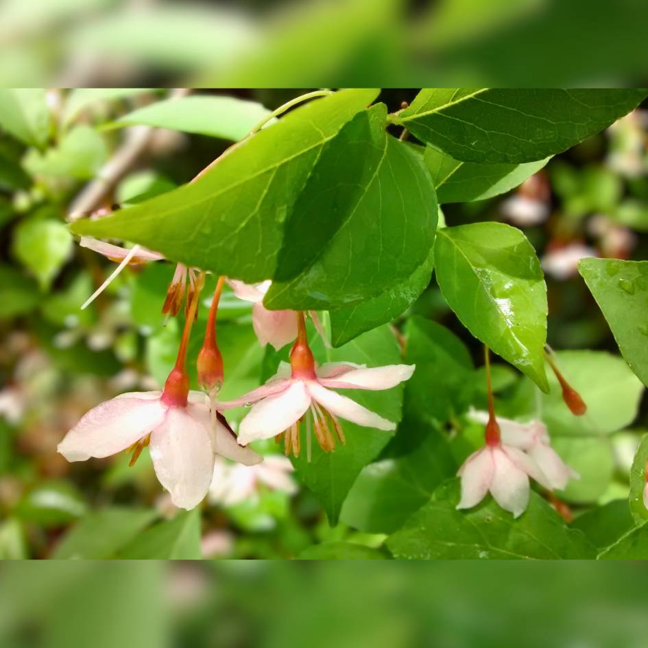 Styrax japonicus ‘Pink Chimes’