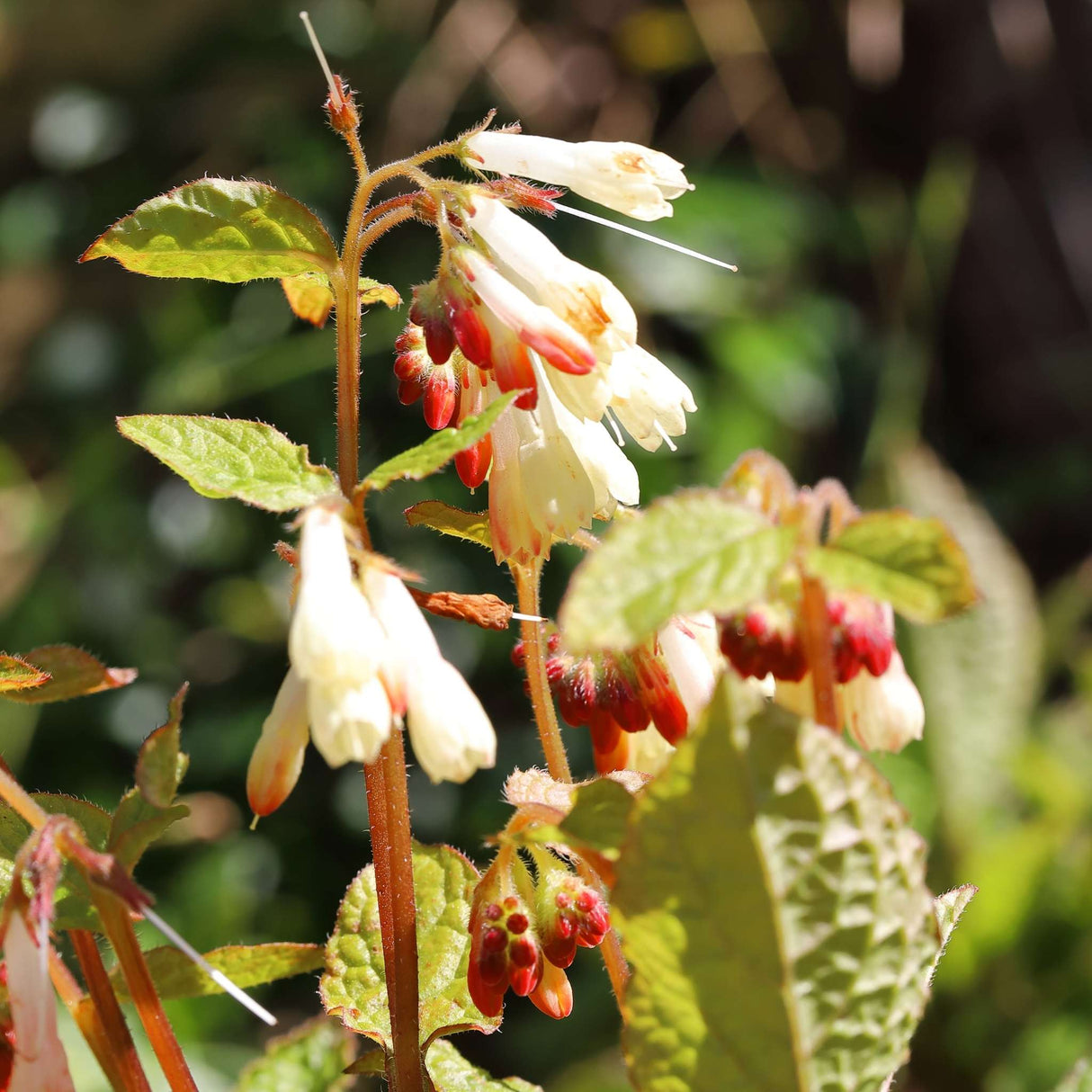 Symphytum grandiflorum