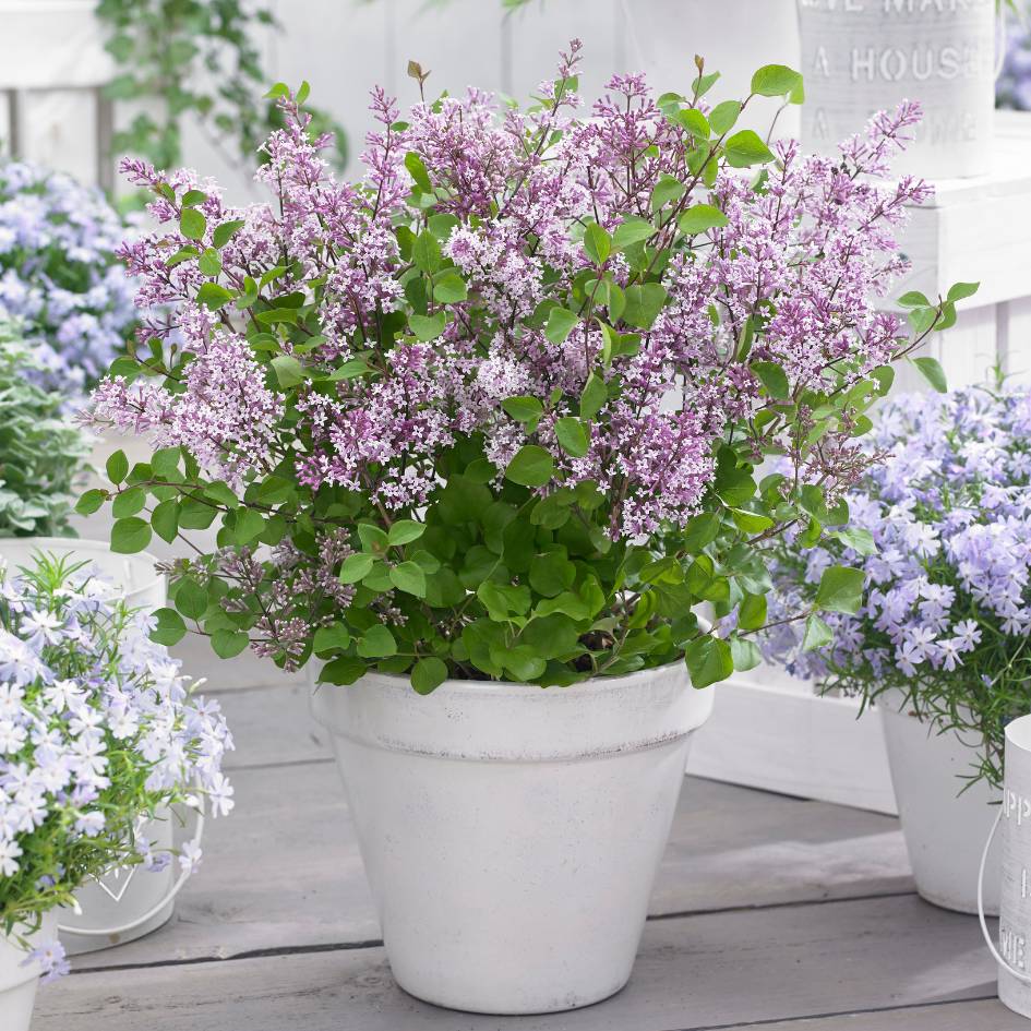 Syringa meyeri ‘Flowerfesta Purple’