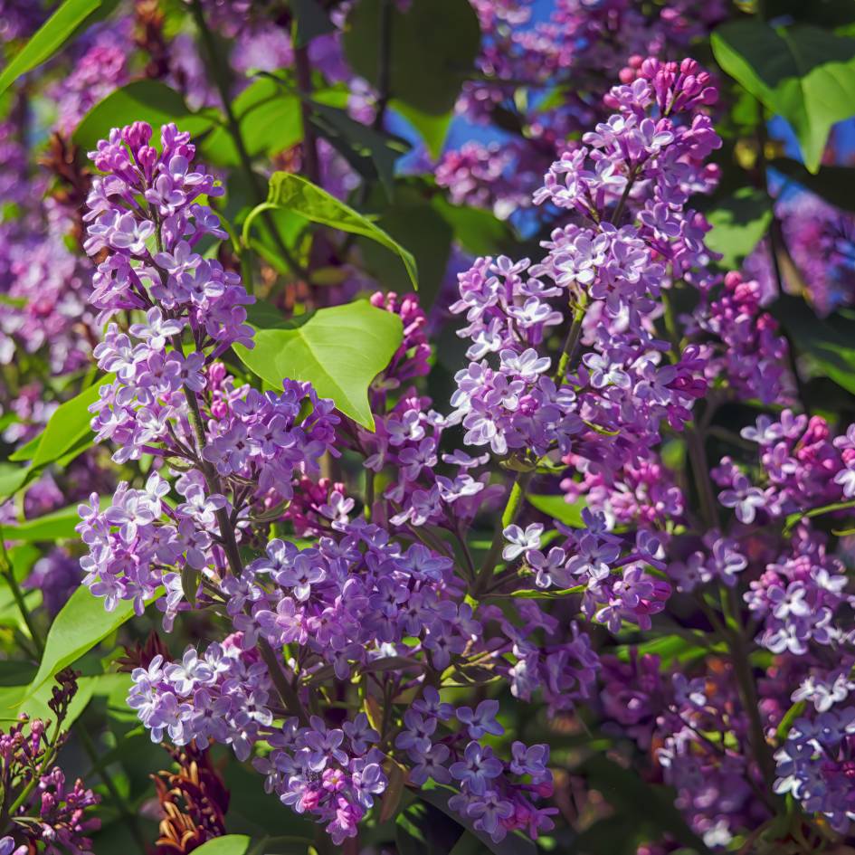 Syringa ‘Souvenir de Louis Spaeth’