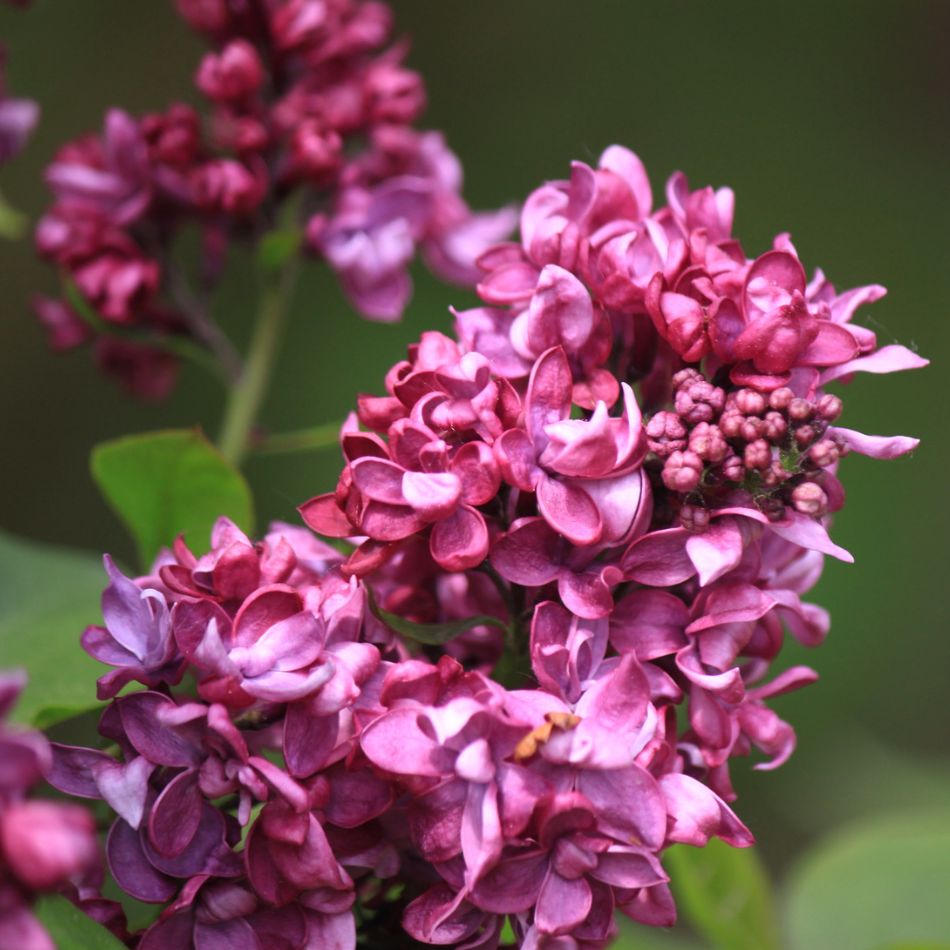 Syringa vulgaris ‘Charles Joly’