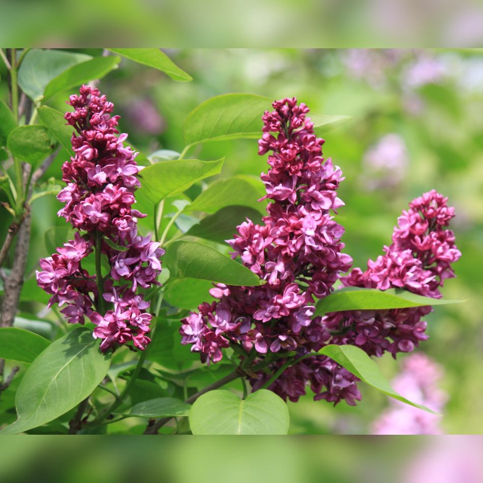 Syringa vulgaris ‘Charles Joly’