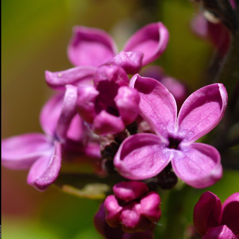 Syringa vulgaris ‘Charles Joly’