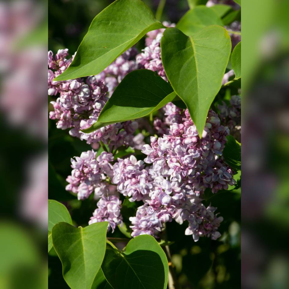 Syringa vulgaris ‘Katherine Havemeyer’