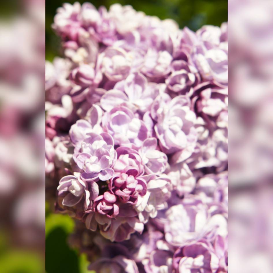 Syringa vulgaris ‘Katherine Havemeyer’