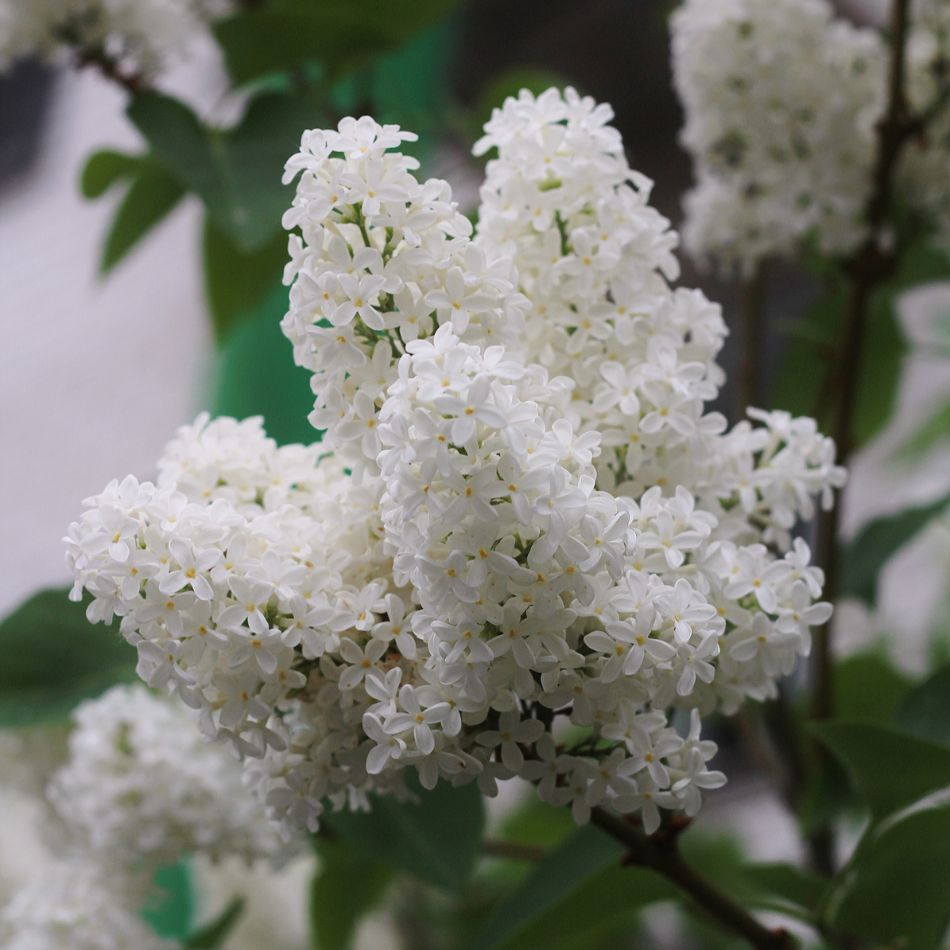 Syringa vulgaris ‘Madame Lemoine’