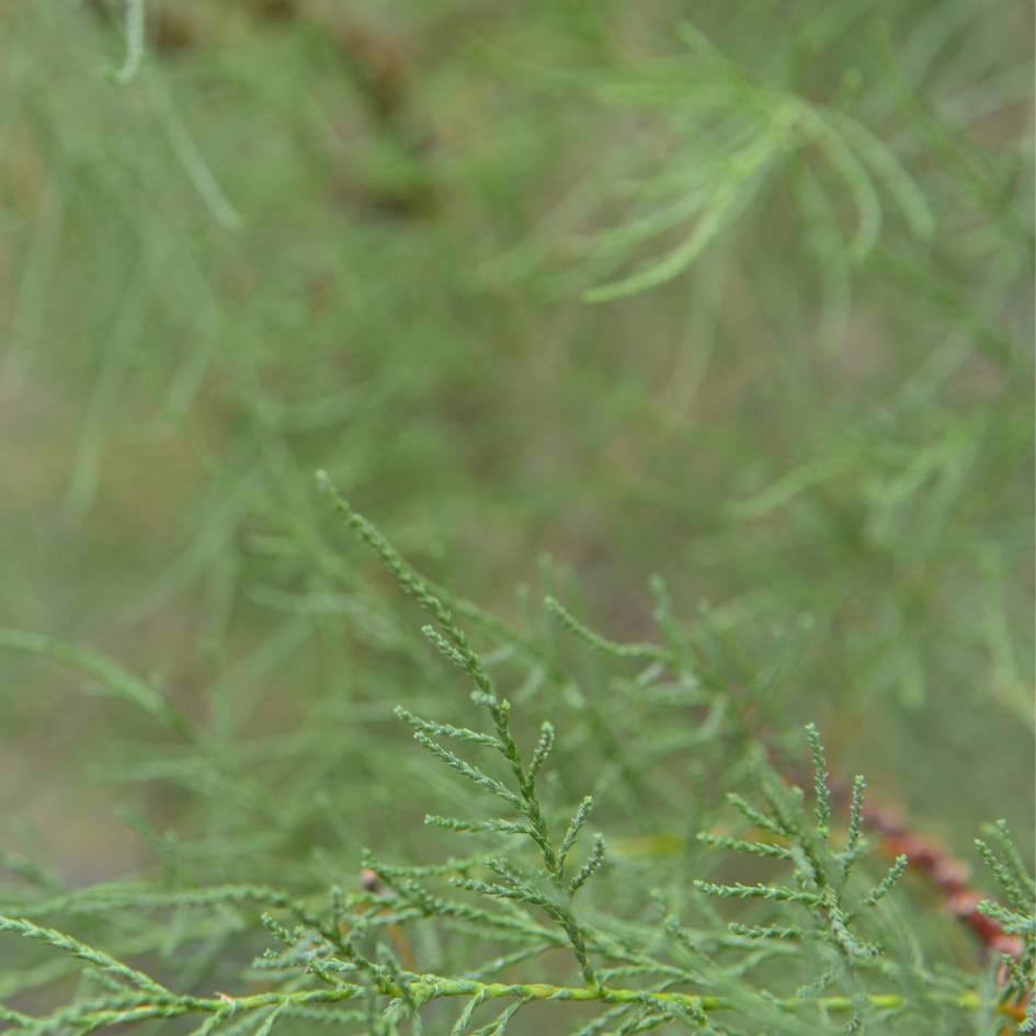 Tamarix ramosissima ‘Hulsdonk White’