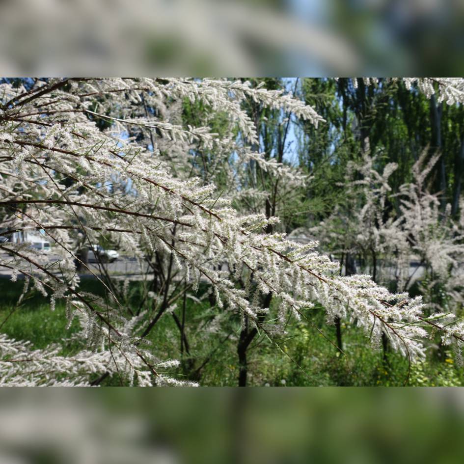 Tamarix ramosissima ‘Hulsdonk White’
