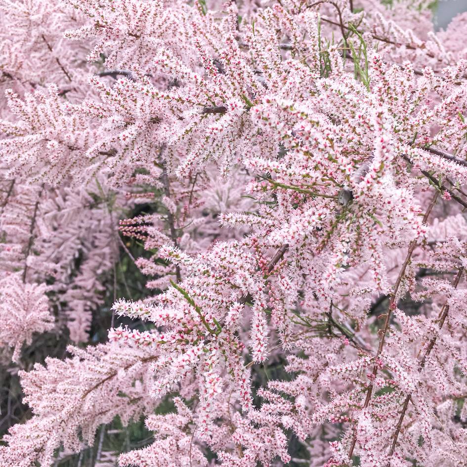 Tamarix ramosissima ‘Pink Cascade’