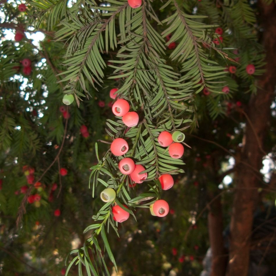 Taxus baccata