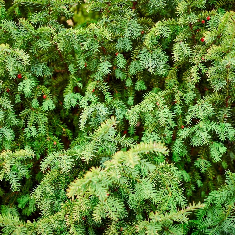 Taxus baccata