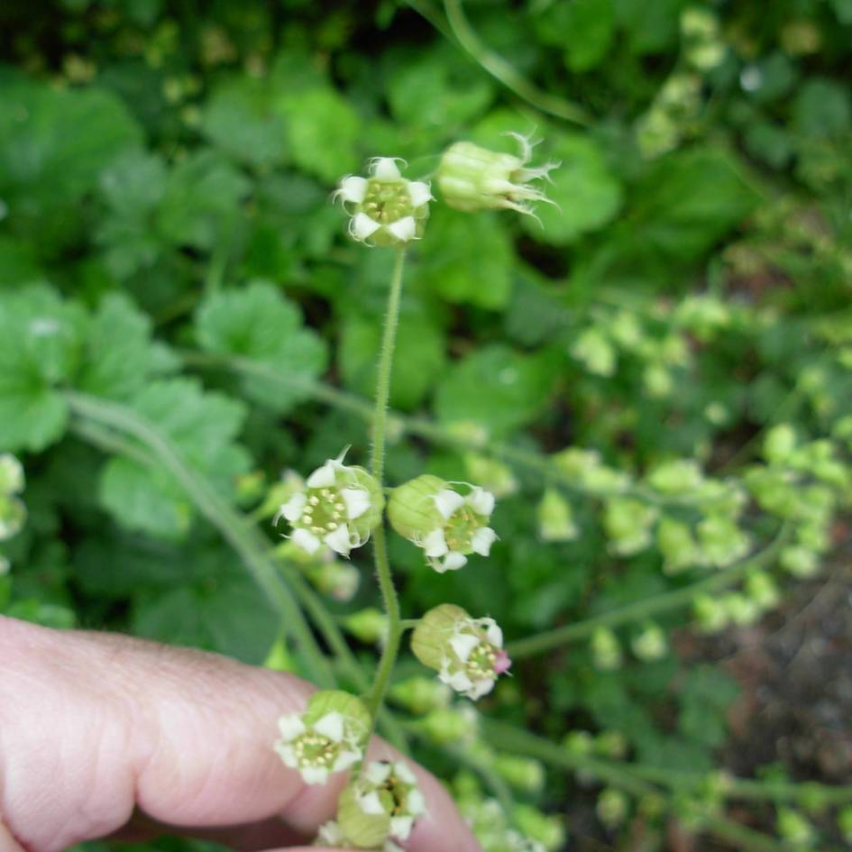 Tellima grandiflora