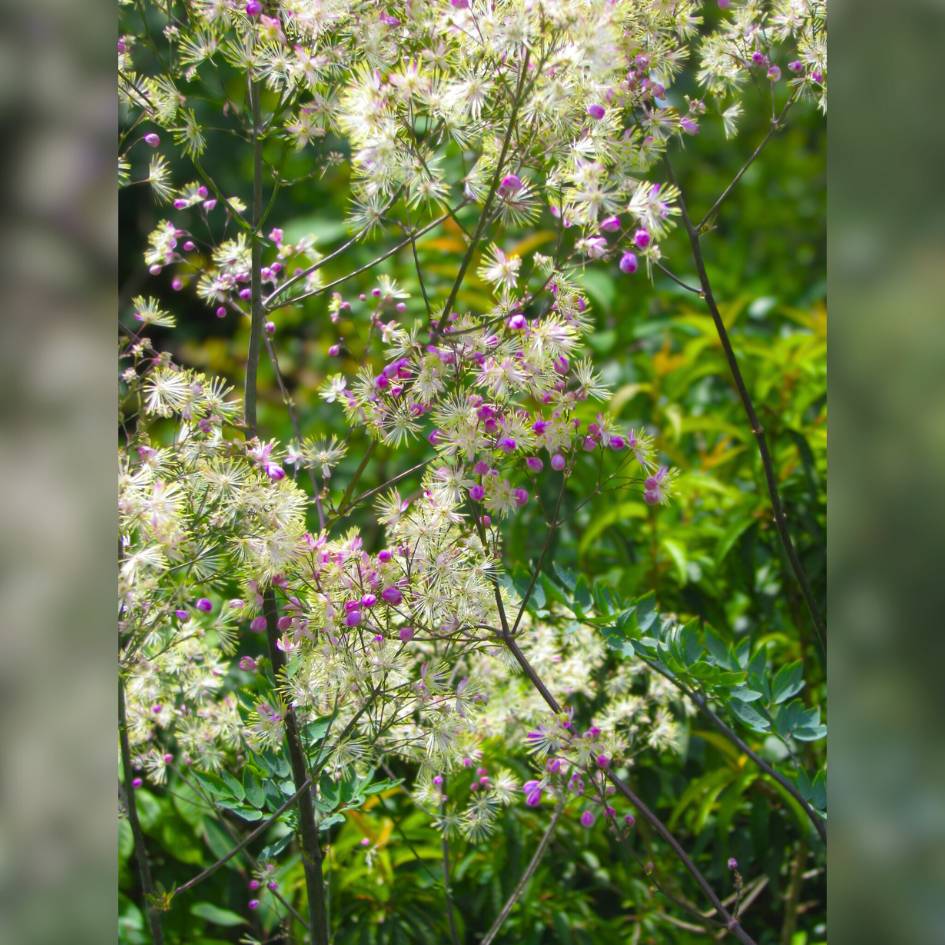 Thalictrum ‘Elin’