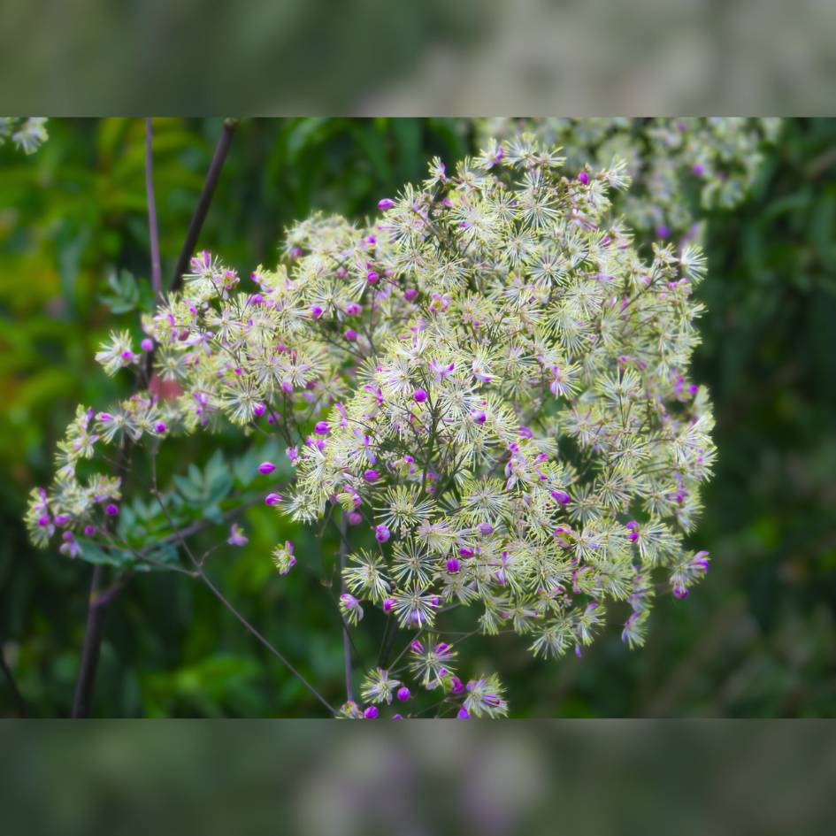 Thalictrum ‘Elin’