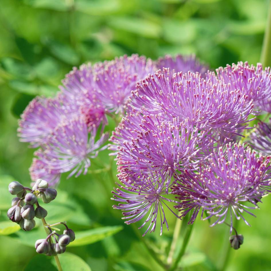 Thalictrum ‘Purplelicious’