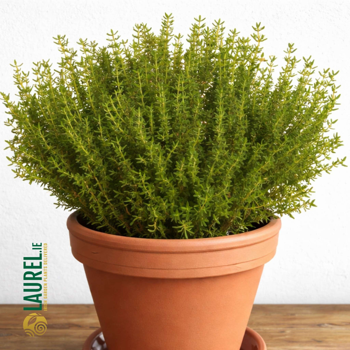 Thymus vulgaris ‘Faustini’