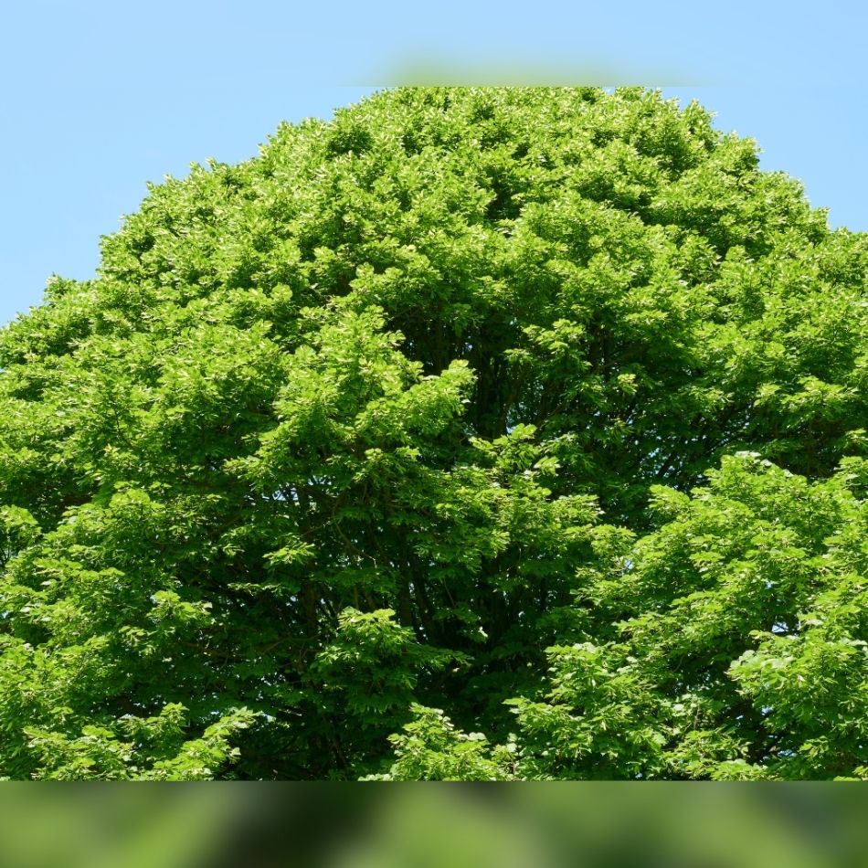 Tilia × europaea ‘Pallida’