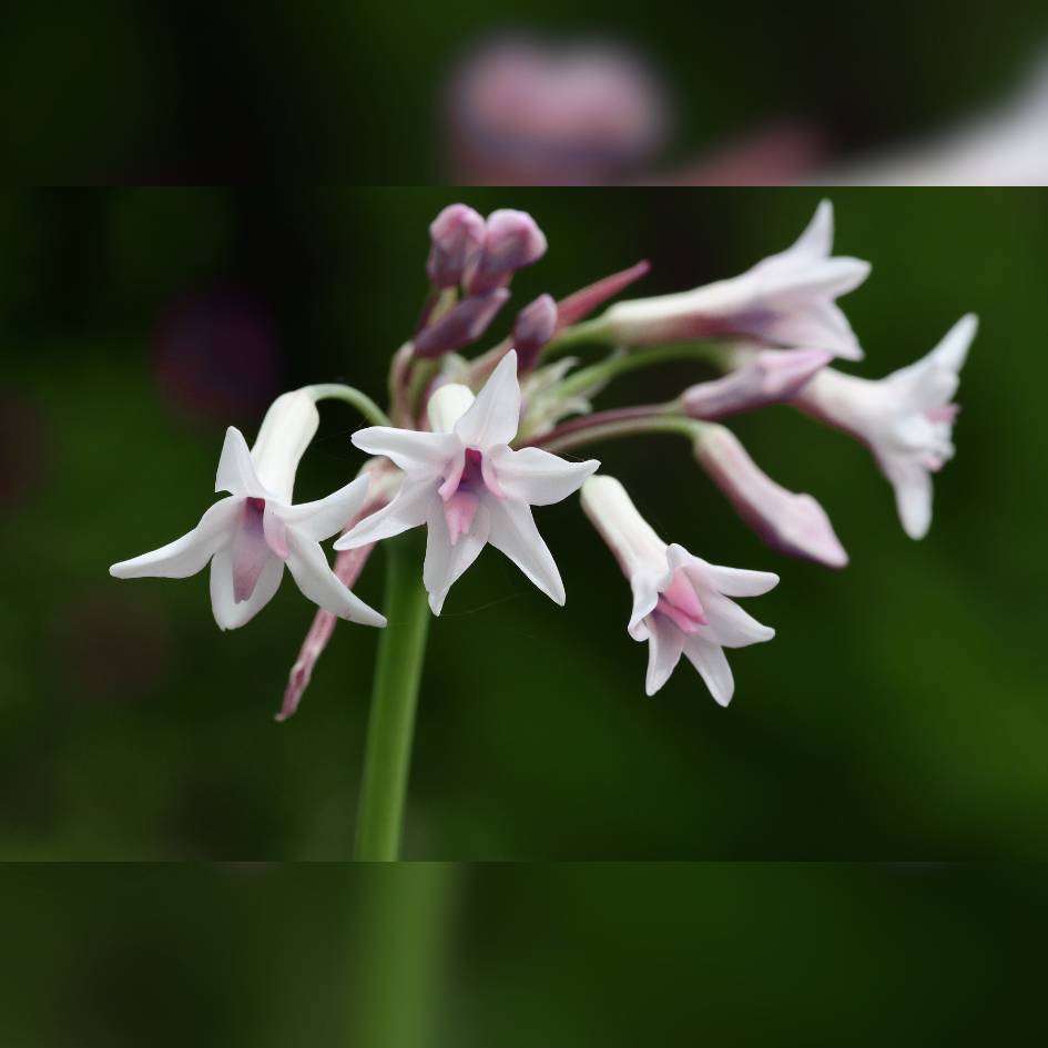 Tulbaghia violacea ‘Purple Eye’