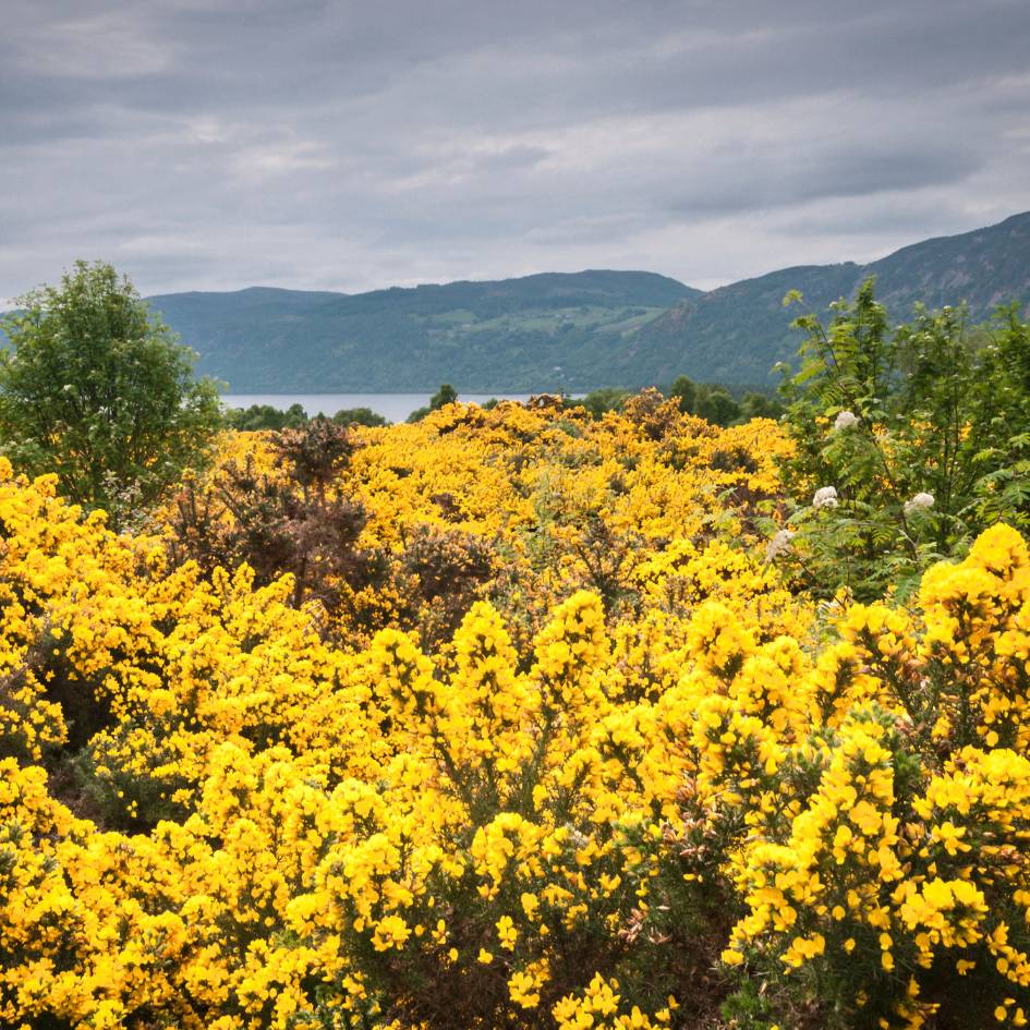 Ulex europaeus
