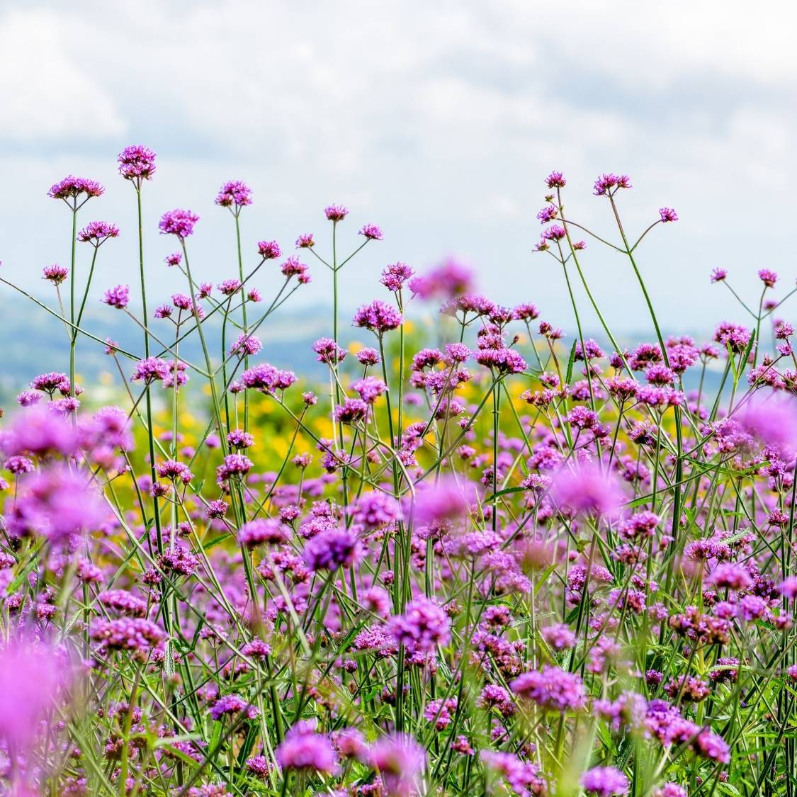 Verbena bonariensis