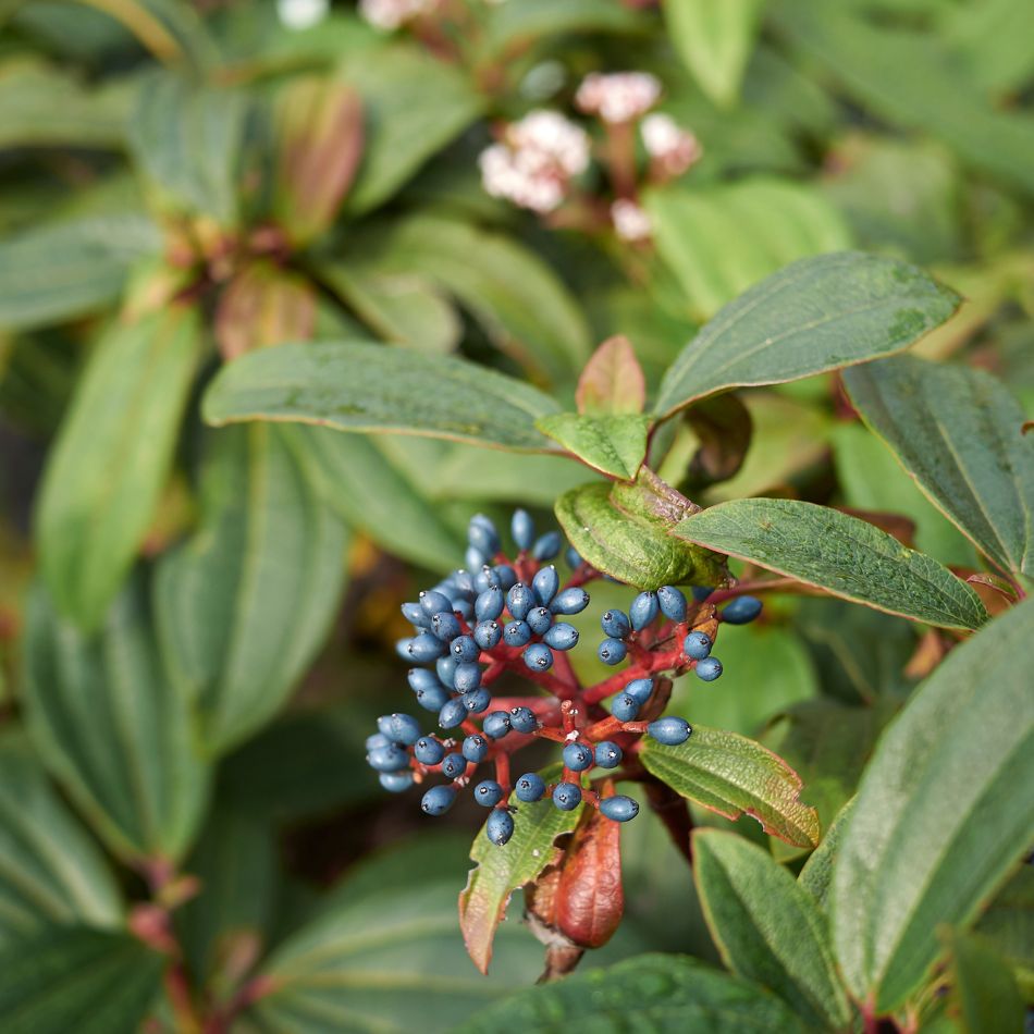 Viburnum davidii