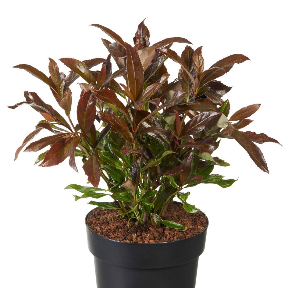 Viburnum odoratissimum ‘Coppertop’