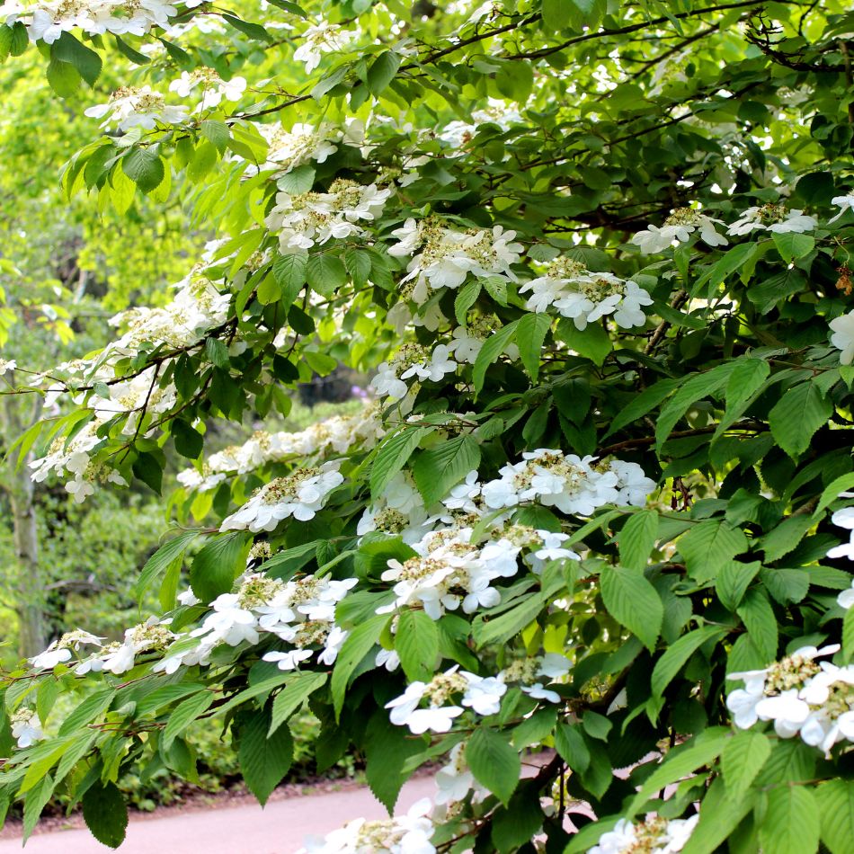 Viburnum plicatum f. tomentosum ‘Mariesii’