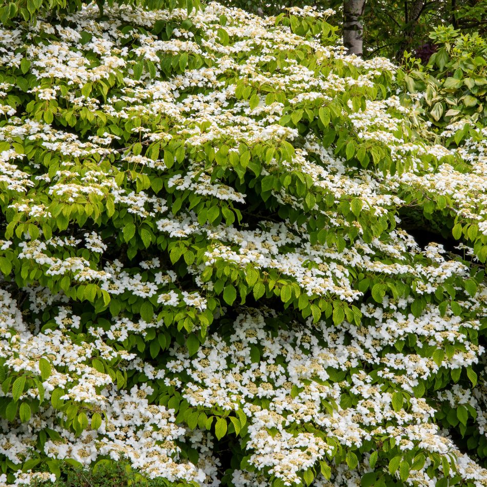 Viburnum plicatum f. tomentosum ‘Mariesii’