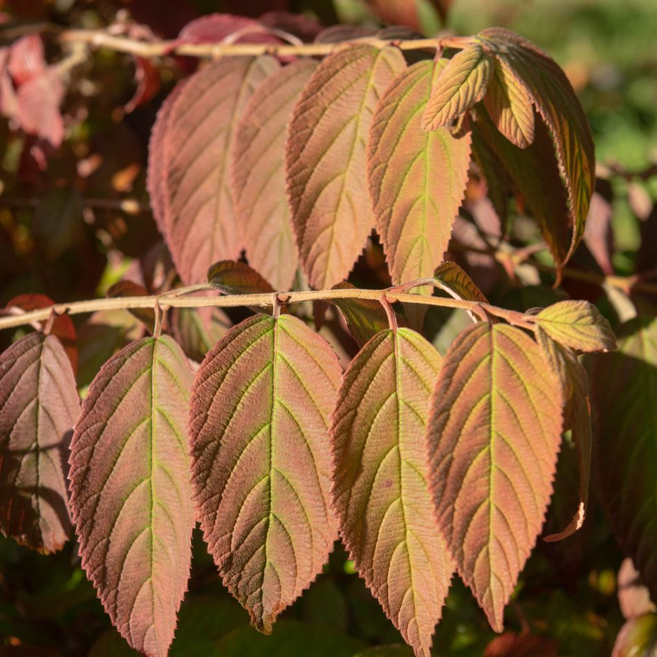 Viburnum plicatum f. tomentosum ‘Mariesii’