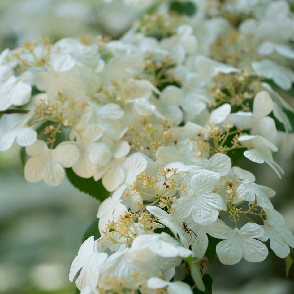 Viburnum plicatum f. tomentosum ‘Watanabe’