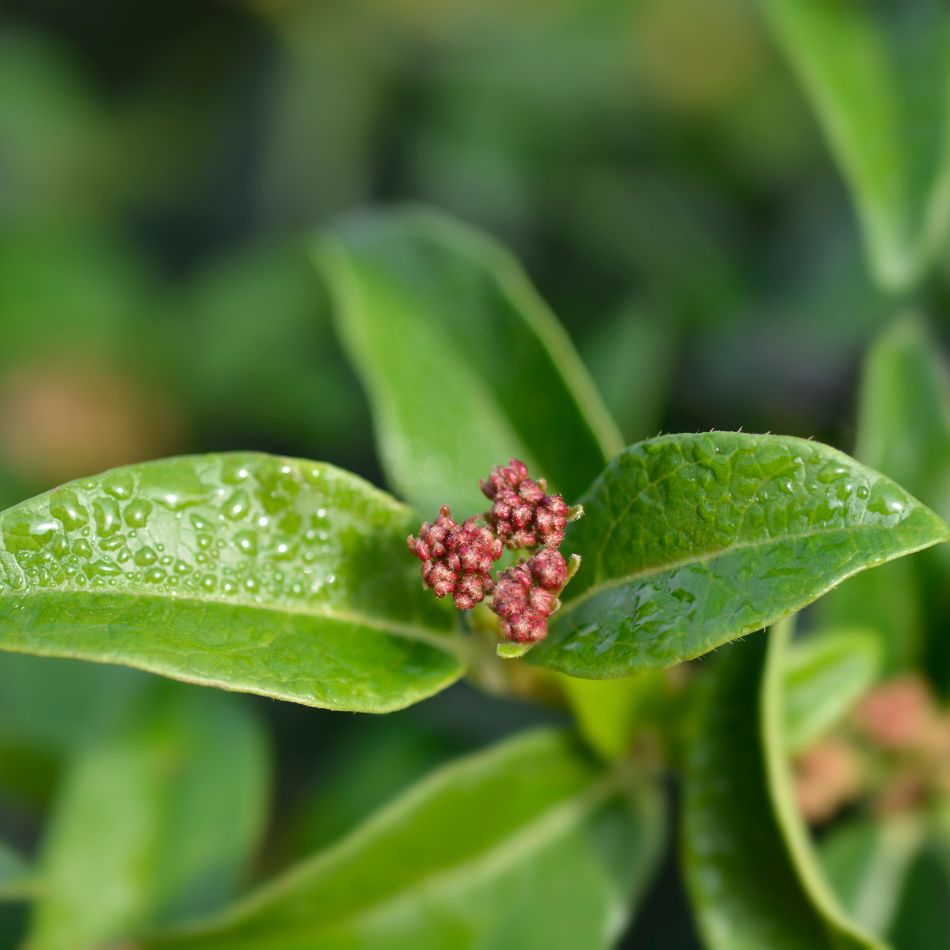 Viburnum tinus ‘Eve Price’