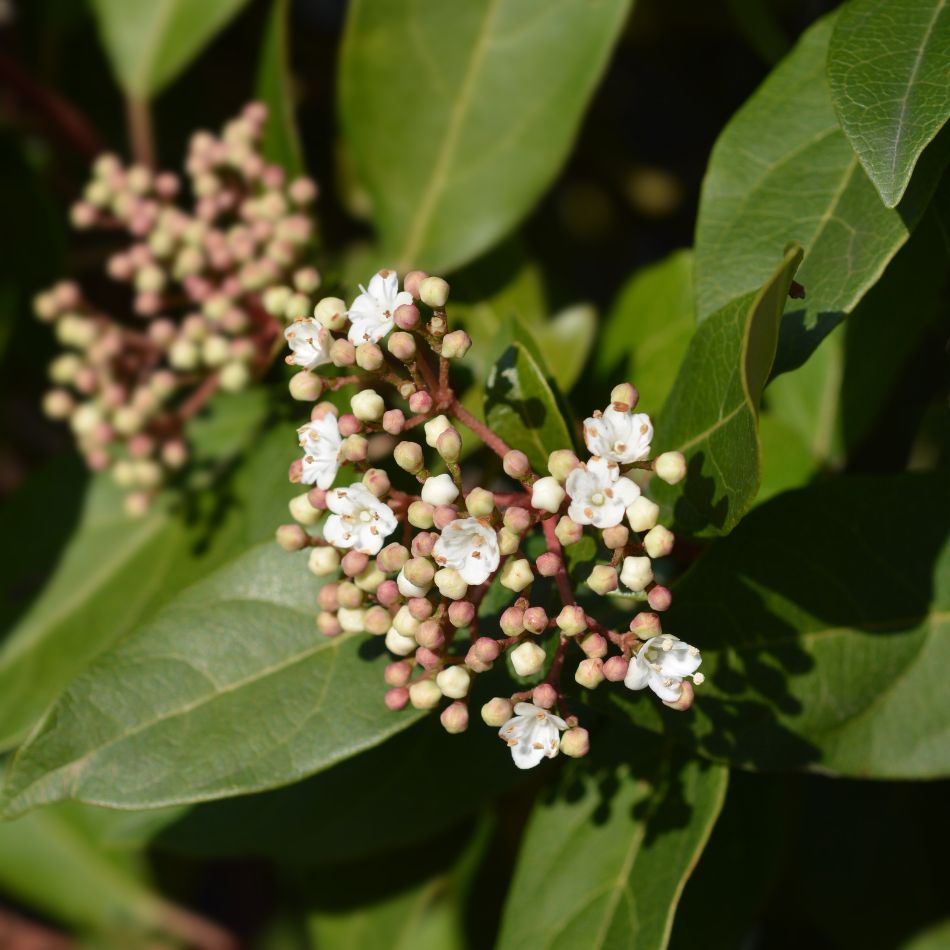 Viburnum tinus ‘Eve Price’