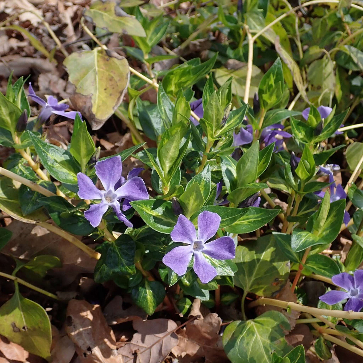 Vinca major ‘Maculata’