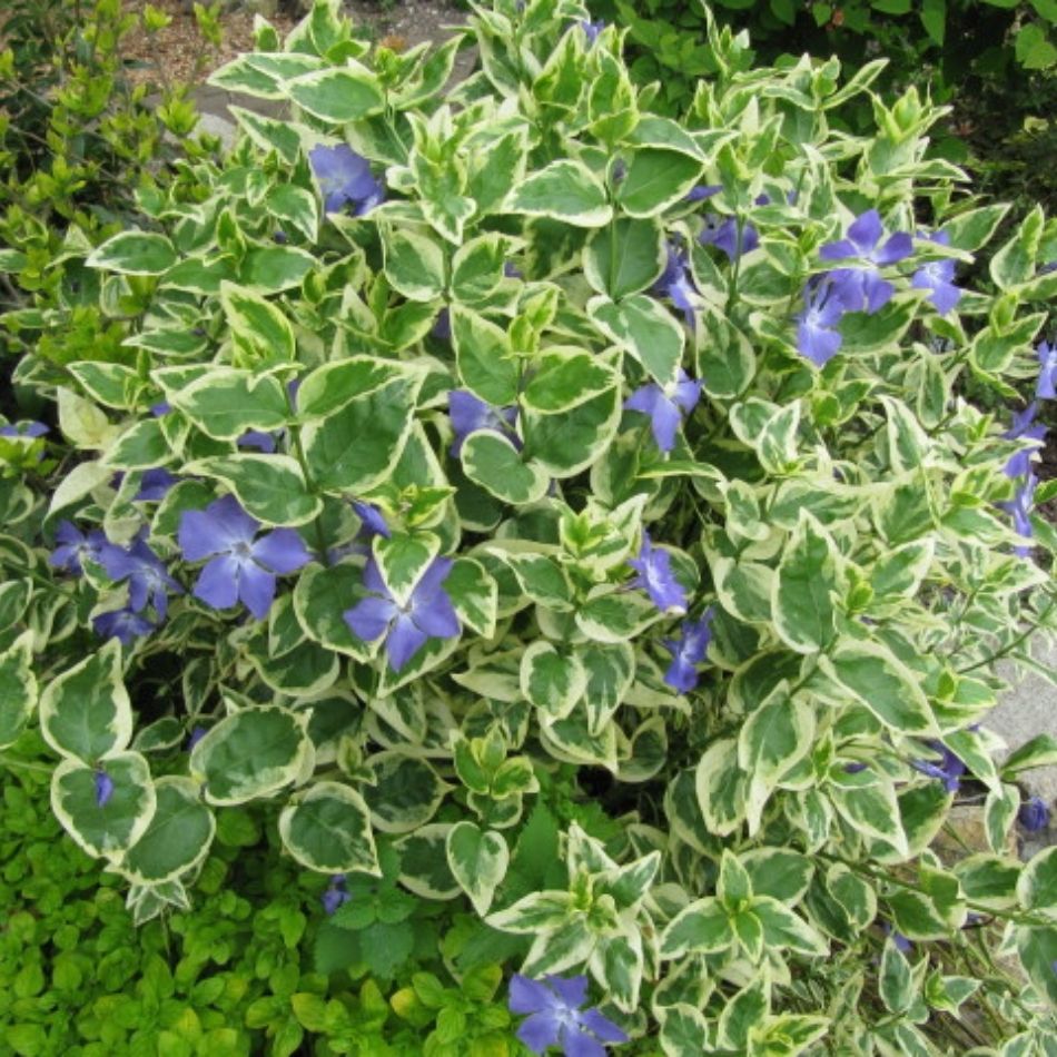 Vinca major ‘Variegata’