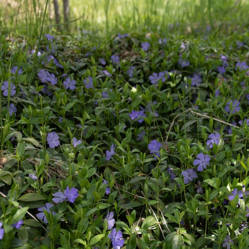 Vinca minor