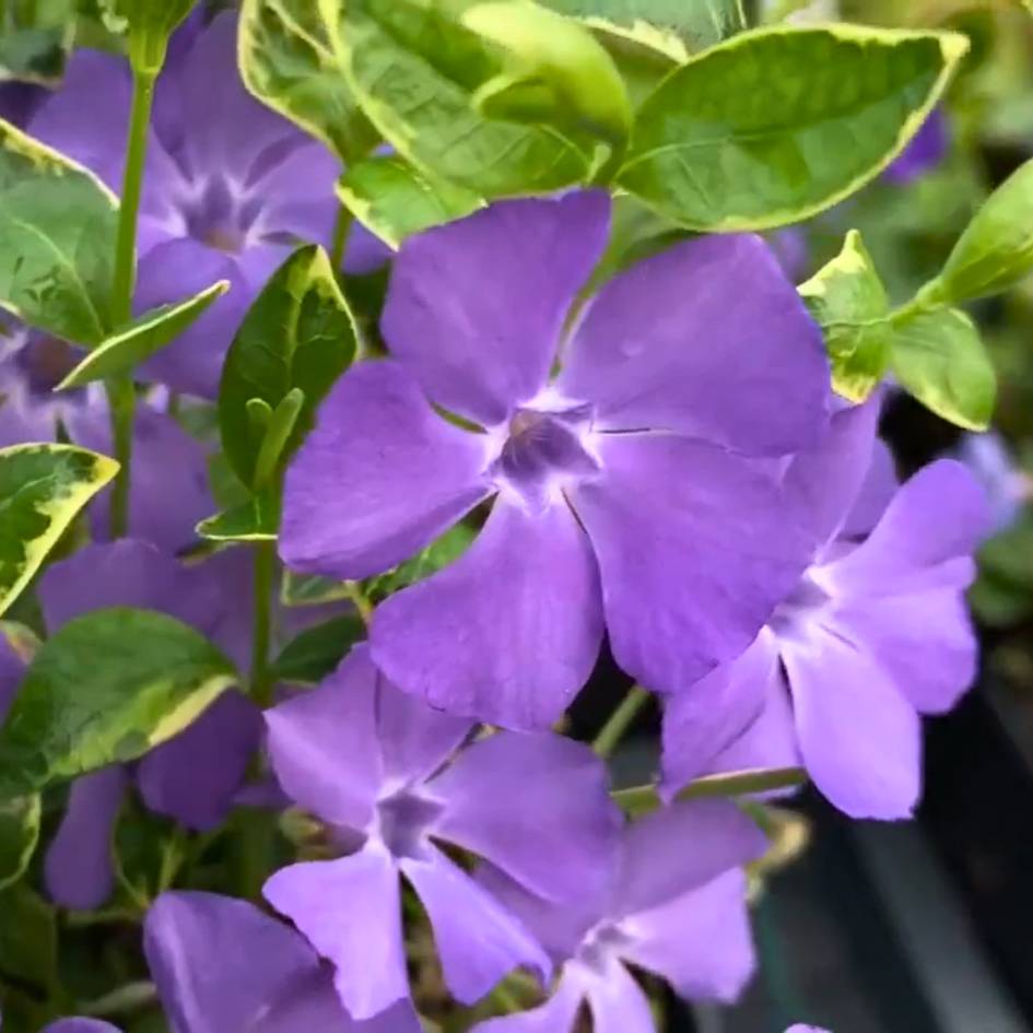 Vinca minor ‘Ralph Shugert’