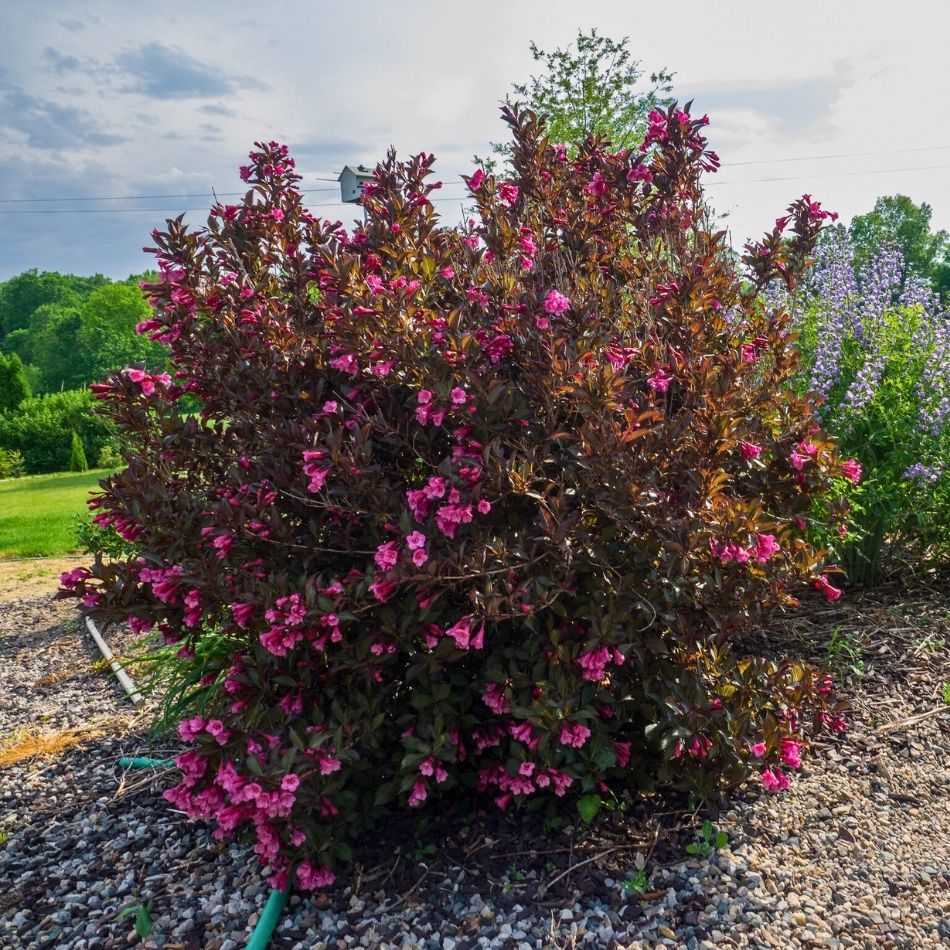 Weigela florida ‘Alexandra’