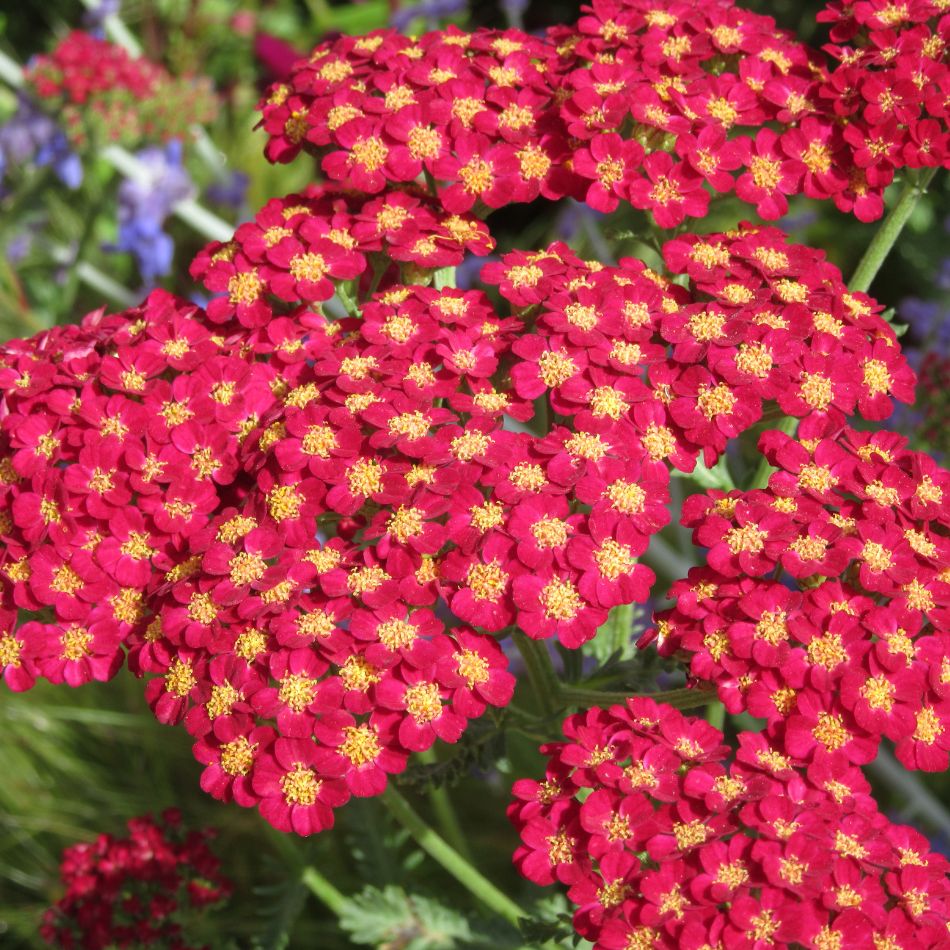 Achillea millefolium ‘Paprika’