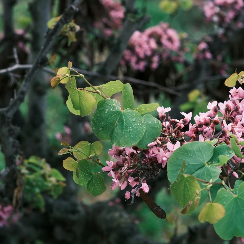 Cercis siliquastrum