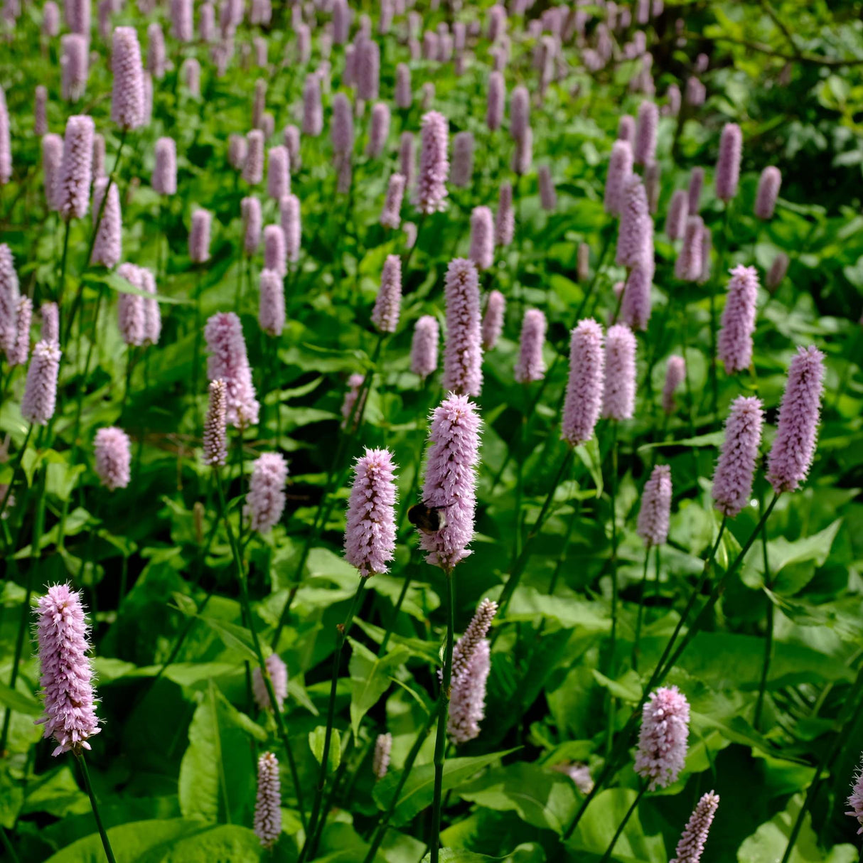Persicaria bistorta ‘Superba’
