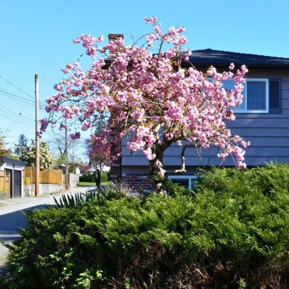 Prunus ‘Kiku-shidare-zakura’